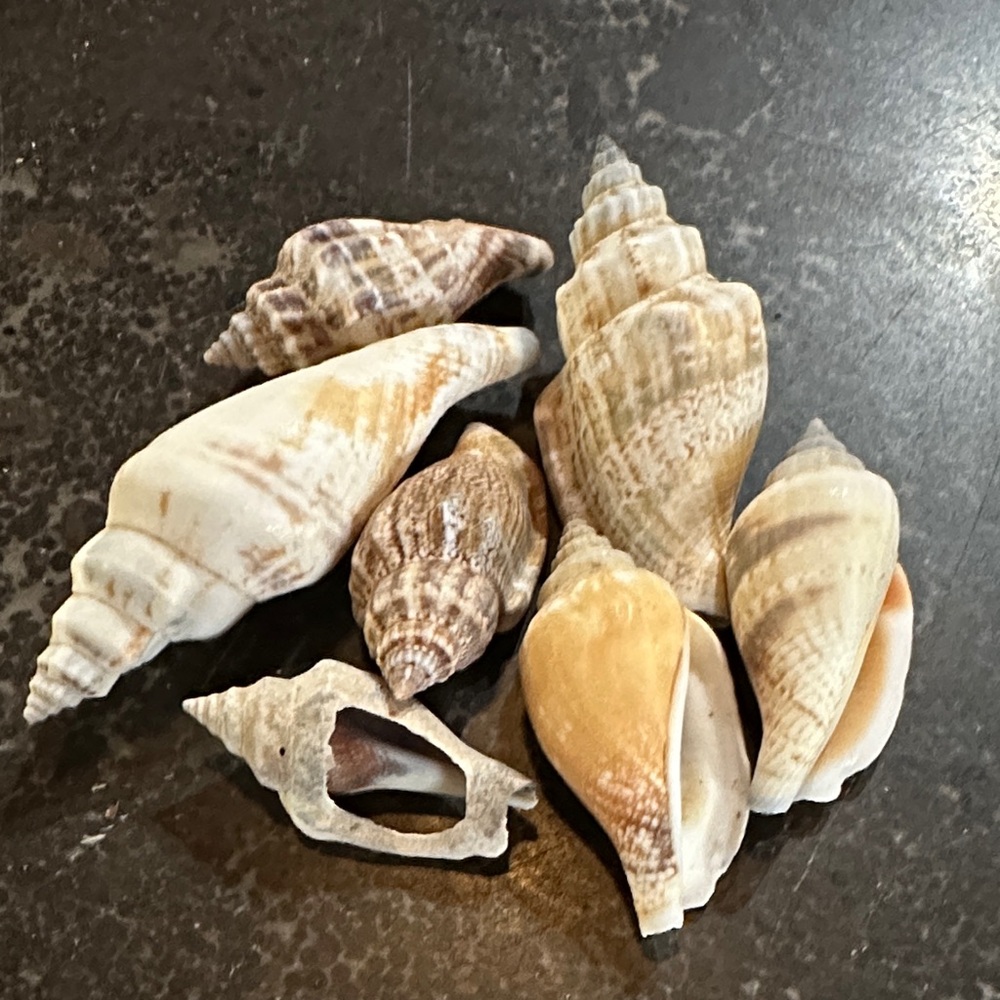 Whelk shells - assorted sizes